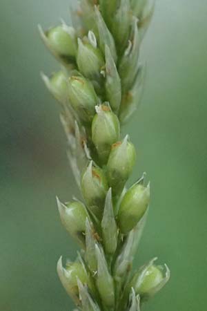Sporobolus indicus \ Indisches Samenfallgras, Indisches Vilfagras / Smut Grass, Rat Tail Grass, D Heidelberg 31.7.2025