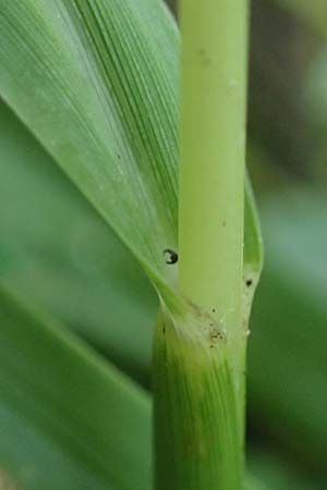 Sporobolus indicus \ Indisches Samenfallgras, Indisches Vilfagras / Smut Grass, Rat Tail Grass, D Heidelberg 31.7.2025