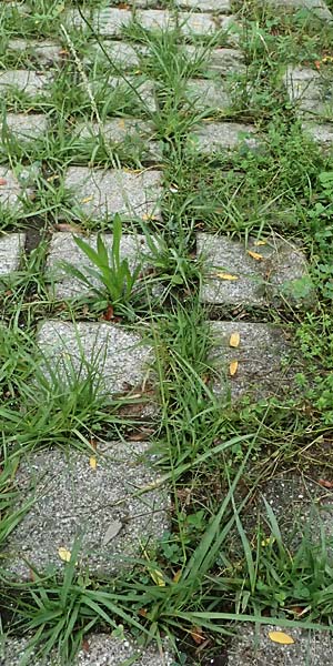 Sporobolus indicus \ Indisches Samenfallgras, Indisches Vilfagras / Smut Grass, Rat Tail Grass, D Heidelberg 31.7.2025