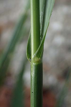 Sporobolus indicus \ Indisches Samenfallgras, Indisches Vilfagras / Smut Grass, Rat Tail Grass, D Heidelberg 31.7.2025