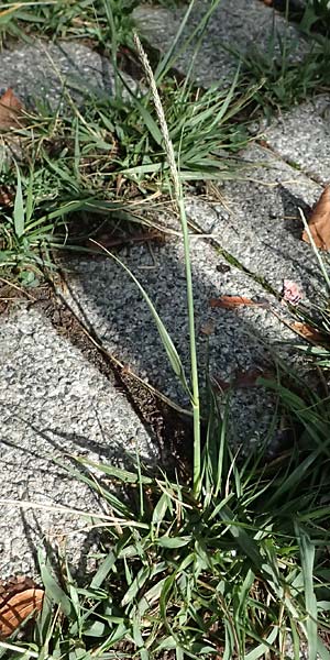 Sporobolus indicus \ Indisches Samenfallgras, Indisches Vilfagras / Smut Grass, Rat Tail Grass, D Heidelberg 31.7.2025