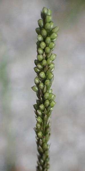 Sporobolus indicus \ Indisches Samenfallgras, Indisches Vilfagras / Smut Grass, Rat Tail Grass, D Heidelberg 31.7.2025