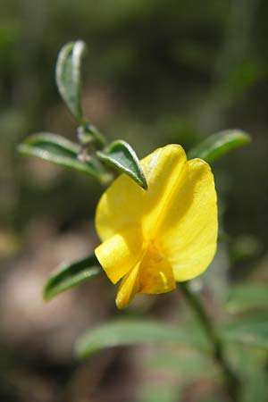Cytisus scoparius \ Besen-Ginster / Scotch Broom, D Schwarzwald/Black-Forest, Gaggenau 7.7.2012