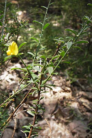 Cytisus scoparius \ Besen-Ginster / Scotch Broom, D Schwarzwald/Black-Forest, Gaggenau 7.7.2012