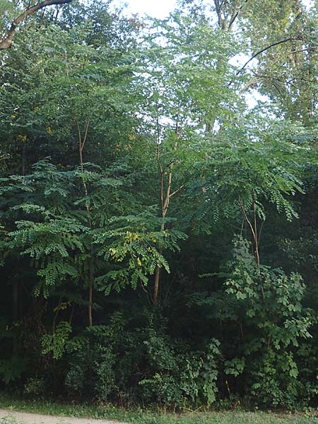 Aralia excelsa s.l. \ Hohe Aralie / Tall Spikenard, D Mannheim 9.9.2015