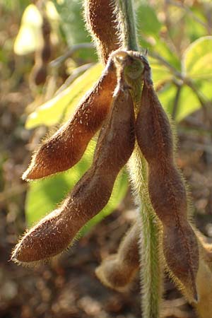 Glycine max \ Soja-Bohne / Soy Bean, D Mannheim 11.9.2016