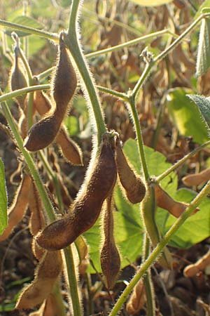 Glycine max \ Soja-Bohne / Soy Bean, D Mannheim 11.9.2016