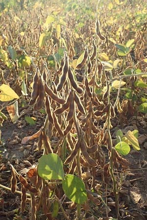 Glycine max \ Soja-Bohne / Soy Bean, D Mannheim 11.9.2016