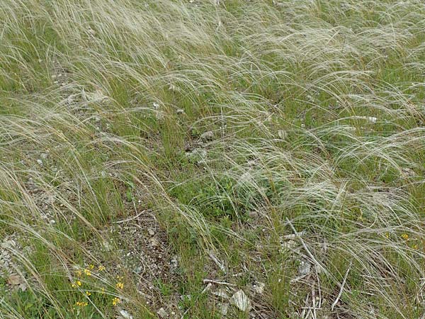 Stipa joannis \ Echtes Federgras, Grauscheidiges Federgras / Grey-Sheathed Feather-Grass, D Werbach 20.5.2017
