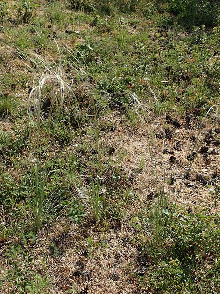 Stipa joannis \ Echtes Federgras, Grauscheidiges Federgras / Grey-Sheathed Feather-Grass, D Schwetzingen 15.5.2020