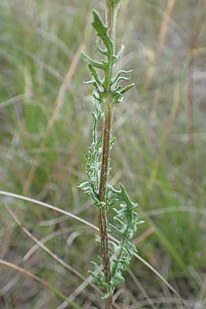 Senecio jacobaea \ Jakobs-Greiskraut, Jakobs-Kreuzkraut / Common Ragwort, D Sachsen-Anhalt, K&ouml;nnern 17.6.2023