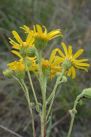 Senecio jacobaea \ Jakobs-Greiskraut, Jakobs-Kreuzkraut / Common Ragwort, D Sachsen-Anhalt, K&ouml;nnern 17.6.2023