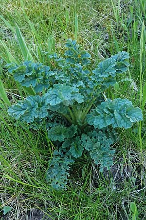 Senecio jacobaea \ Jakobs-Greiskraut, Jakobs-Kreuzkraut / Common Ragwort, D Neustadt an der Weinstra&szlig;e 1.5.2025