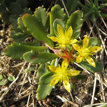 Sedum hybridum \ Sibirische Asienfetthenne / Mongolian Stonecrop, D Hemsbach 21.5.2007