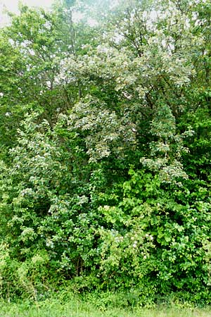 Sorbus koksensis \ Koks-Mehlbeere / Koks Whitebeam, D K&uuml;lsheim 4.6.2016