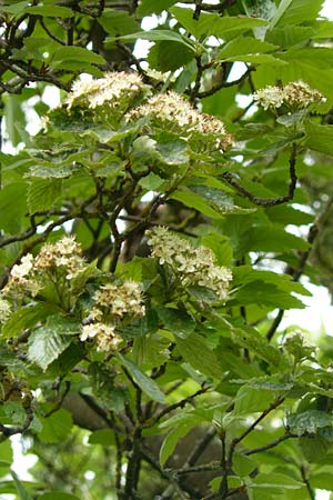 Sorbus koksensis \ Koks-Mehlbeere / Koks Whitebeam, D K&uuml;lsheim 20.5.2017