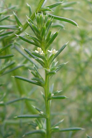 Salsola kali subsp. kali \ Kali-Salzkraut / Prickly Glasswort, D Fehmarn 15.8.2010