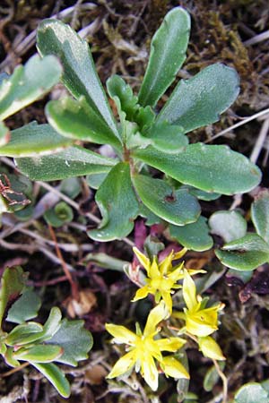 Sedum kamtschaticum \ Kamtschatka-Fetthenne / Kamchatka Stonecrop, D Hemsbach 18.5.2015