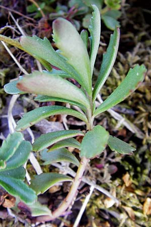 Sedum kamtschaticum \ Kamtschatka-Fetthenne / Kamchatka Stonecrop, D Hemsbach 18.5.2015