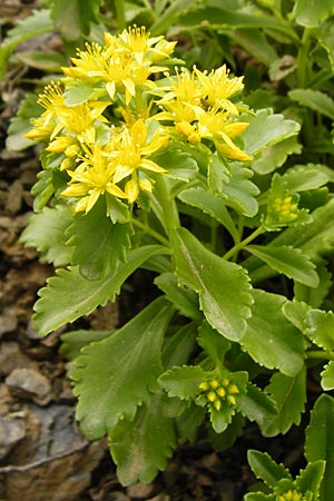 Sedum ellacombeanum \ Gelbgr&uuml;ne Asienfetthenne / Ellacombe Stonecrop, D Runkel an der Lahn 17.6.2015