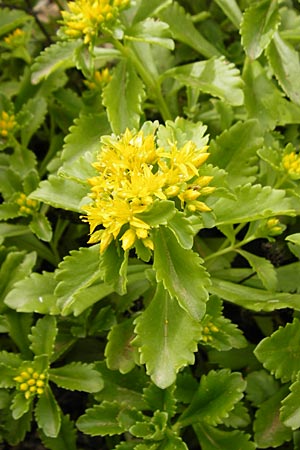 Sedum ellacombeanum \ Gelbgr&uuml;ne Asienfetthenne / Ellacombe Stonecrop, D Runkel an der Lahn 17.6.2015