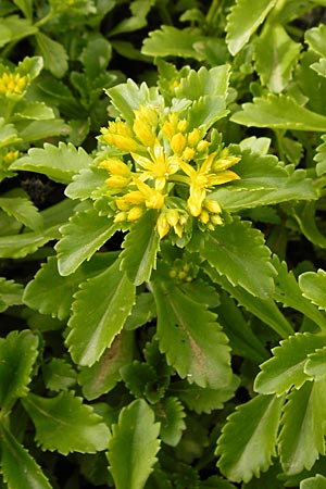 Sedum ellacombeanum \ Gelbgr&uuml;ne Asienfetthenne / Ellacombe Stonecrop, D Runkel an der Lahn 17.6.2015