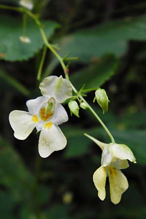 Impatiens parviflora \ Kleinbl�tiges Springkraut / Small Balsam, D Weinheim an der Bergstra&szlig;e 20.7.2015