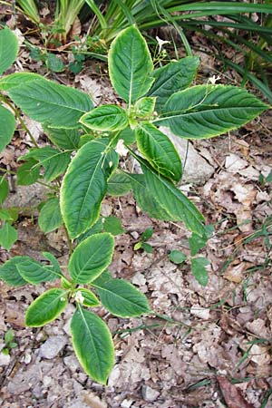 Impatiens parviflora \ Kleinbl�tiges Springkraut / Small Balsam, D Weinheim an der Bergstra&szlig;e 20.7.2015