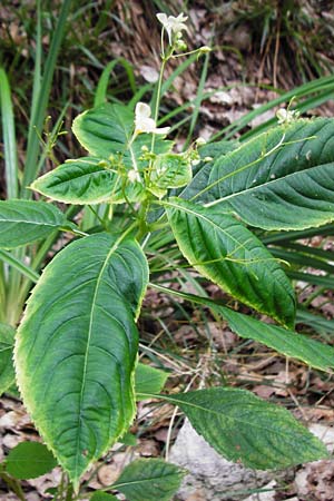Impatiens parviflora \ Kleinbl�tiges Springkraut / Small Balsam, D Weinheim an der Bergstra&szlig;e 20.7.2015