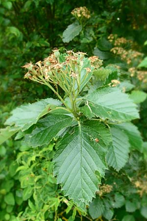 Sorbus koksensis \ Koks-Mehlbeere / Koks Whitebeam, D K&uuml;lsheim 4.6.2016