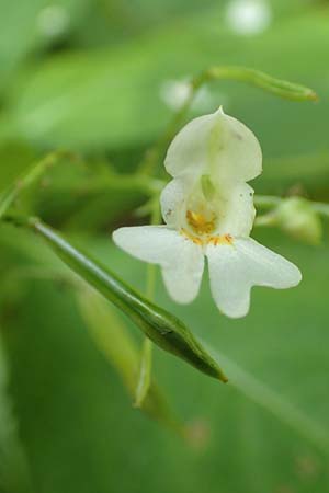 Impatiens parviflora \ Kleinbl�tiges Springkraut / Small Balsam, D Wald-Erlenbach 30.7.2016