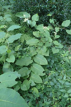 Fallopia sachalinensis \ Sachalin-Stauden-Kn�terich / Giant Knodweed, D Heidelberg 31.8.2016