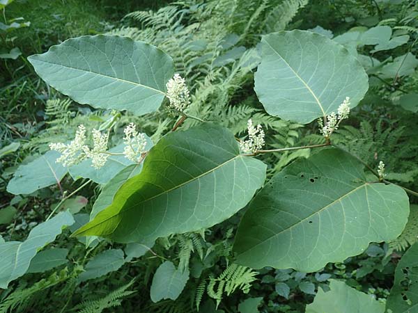 Fallopia sachalinensis \ Sachalin-Stauden-Kn�terich / Giant Knodweed, D Heidelberg 31.8.2016