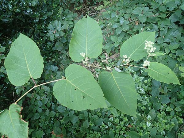 Fallopia sachalinensis \ Sachalin-Stauden-Kn�terich / Giant Knodweed, D Heidelberg 31.8.2016