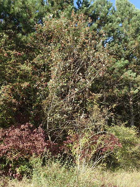 Sorbus koksensis \ Koks-Mehlbeere / Koks Whitebeam, D K&uuml;lsheim 2.10.2016