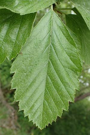 Sorbus koksensis \ Koks-Mehlbeere / Koks Whitebeam, D K&uuml;lsheim 20.5.2017