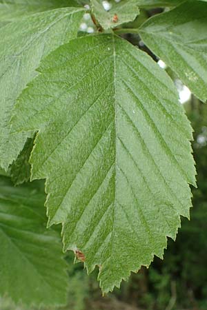 Sorbus koksensis \ Koks-Mehlbeere / Koks Whitebeam, D K&uuml;lsheim 20.5.2017
