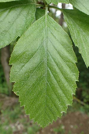 Sorbus koksensis \ Koks-Mehlbeere / Koks Whitebeam, D K&uuml;lsheim 20.5.2017