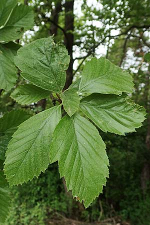 Sorbus koksensis \ Koks-Mehlbeere / Koks Whitebeam, D K&uuml;lsheim 20.5.2017