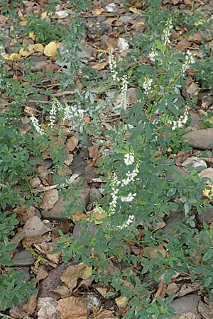 Melilotus albus \ Wei�er Steinklee, Wei�er Honigklee / White Melilot, D Wei&szlig;enthurm-Kaltenengers 27.9.2017