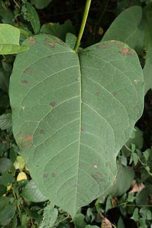Fallopia sachalinensis \ Sachalin-Stauden-Kn�terich / Giant Knodweed, D Heidelberg 13.10.2017