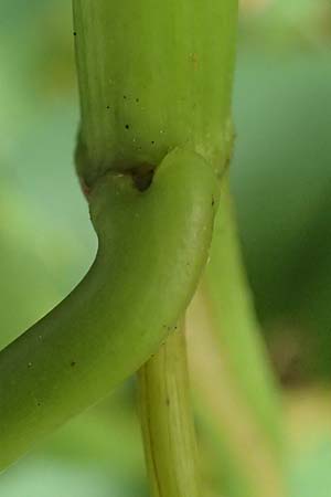 Fallopia sachalinensis \ Sachalin-Stauden-Kn�terich / Giant Knodweed, D Heidelberg 13.10.2017