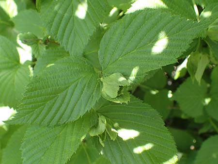 Rhodotypos scandens \ Schnee-Kerrie / Jetbead, D Frankfurt-Schwanheim 7.5.2018