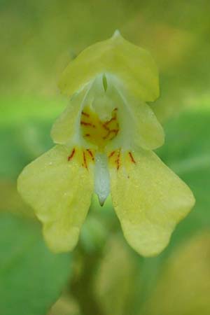 Impatiens parviflora \ Kleinbl�tiges Springkraut / Small Balsam, D Mannheim 18.5.2018