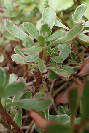 Sedum kamtschaticum \ Kamtschatka-Fetthenne / Kamchatka Stonecrop, D Aachen-Haaren 13.6.2018