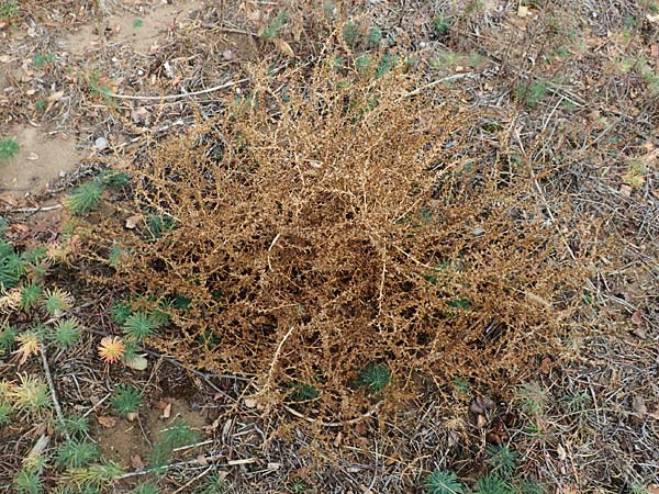 Salsola tragus \ Ukraine-Salzkraut, Ruthenisches Salzkraut / Russian Thistle, Glasswort, D Bickenbach 27.10.2018