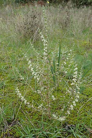 Salsola tragus \ Ukraine-Salzkraut, Ruthenisches Salzkraut / Russian Thistle, Glasswort, D Mannheim 11.10.2019