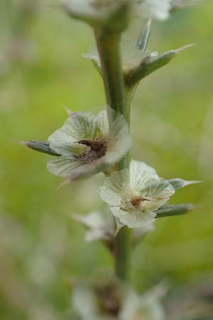 Salsola tragus \ Ukraine-Salzkraut, Ruthenisches Salzkraut / Russian Thistle, Glasswort, D Mannheim 11.10.2019
