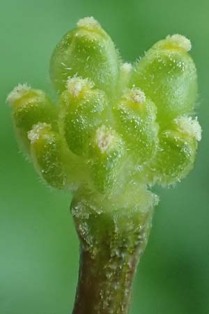 Ficaria verna \ Kn�llchen-Scharbockskraut / Lesser Celandine, D Mannheim 9.4.2020