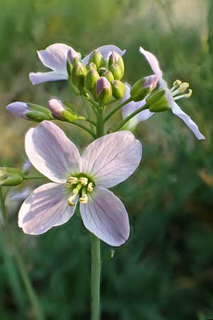Cardamine pratensis agg. \ Wiesen-Schaumkraut / Cuckooflower, D Mannheim 9.4.2020